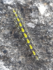 Setina aurita