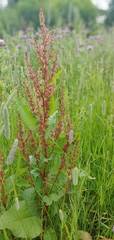 Rumex acetosa