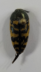 Acmaeodera auritincta