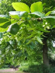 Carpinus betulus
