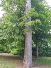 Carpinus betulus