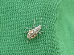 Pantomorus albosignatus