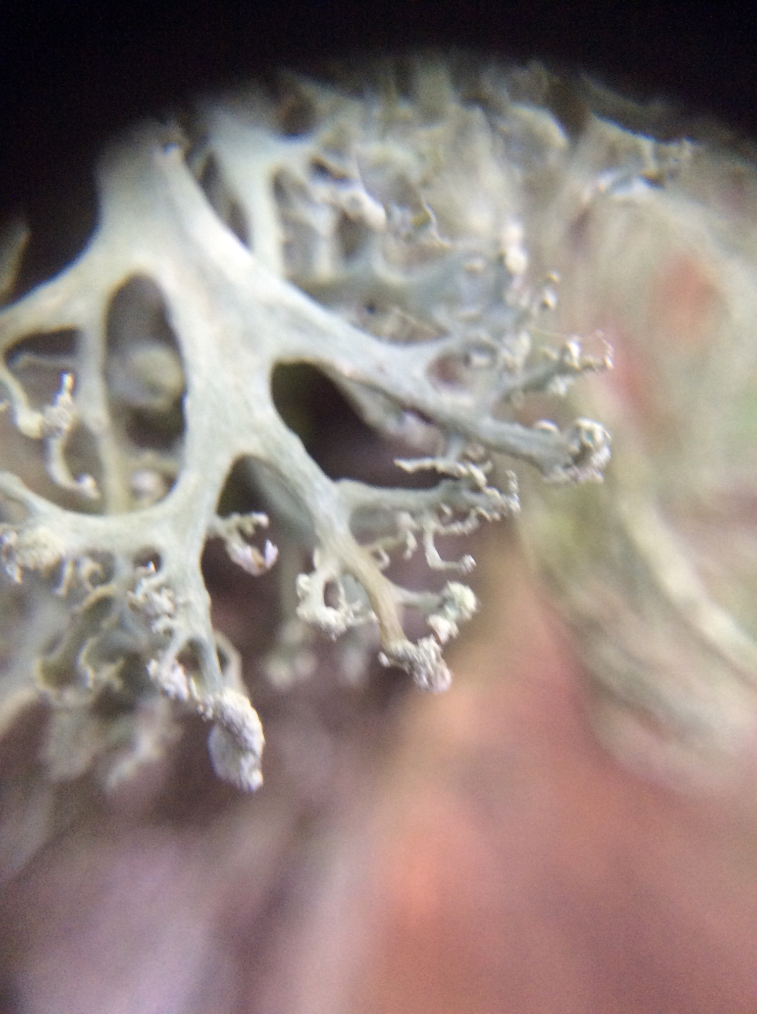 Ramalina pollinaria image