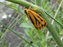 Setina aurita