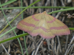 Rhodostrophia calabra