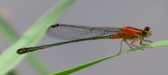 Ischnura senegalensis
