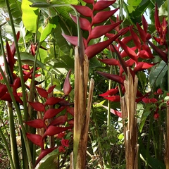 Heliconia stricta
