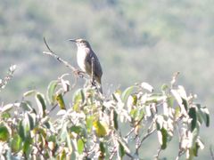 Toxostoma curvirostre