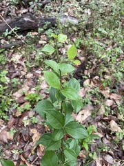 Casearia aculeata