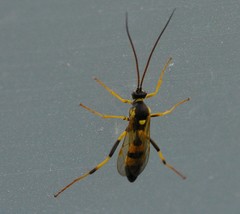 Amblyteles armatorius