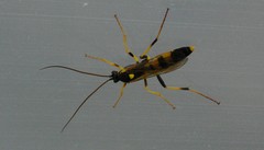 Amblyteles armatorius