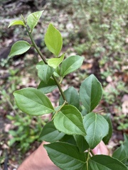 Casearia aculeata