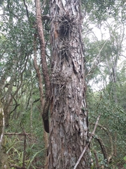 Gleditsia amorphoides