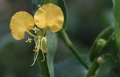 Commelina africana barberae