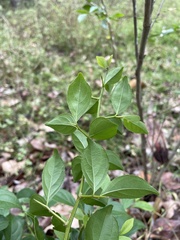 Casearia aculeata