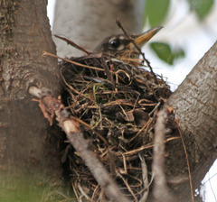 Turdus migratorius