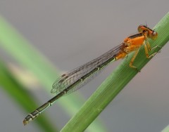 Ischnura senegalensis