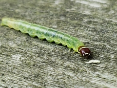 Pantographa limata