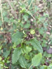 Malvastrum corchorifolium