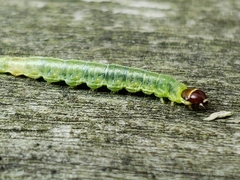 Pantographa limata