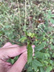 Malvastrum corchorifolium