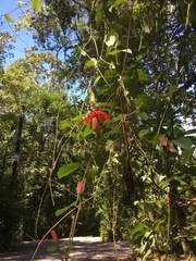 Coccinea