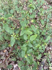 Malvastrum corchorifolium