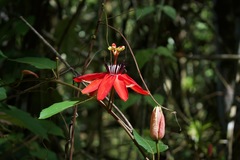 Coccinea