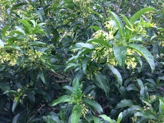 Cestrum laevigatum