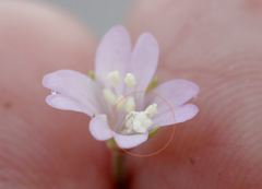 Epilobium collinum