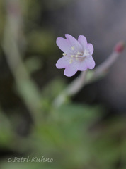 Epilobium collinum