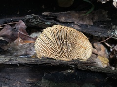 Trametes tenuis