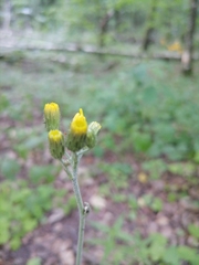 Hieracium subpellucidum