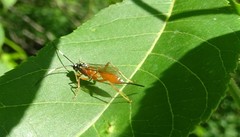 Mesostenus thoracicus