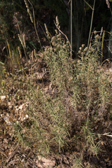 Plantago sempervirens