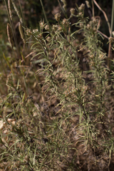 Plantago sempervirens