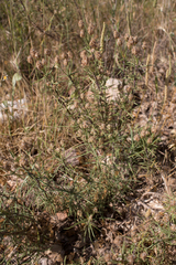 Plantago sempervirens