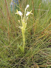 Habenaria macroplectron