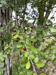Erythroxylum brevipes