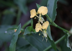 Commelina africana barberae