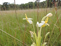 Habenaria macroplectron