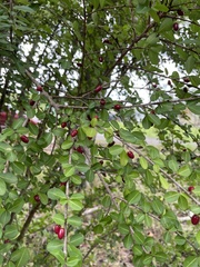 Erythroxylum brevipes
