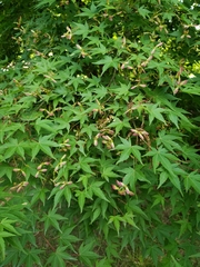 Acer palmatum