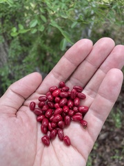 Erythroxylum brevipes