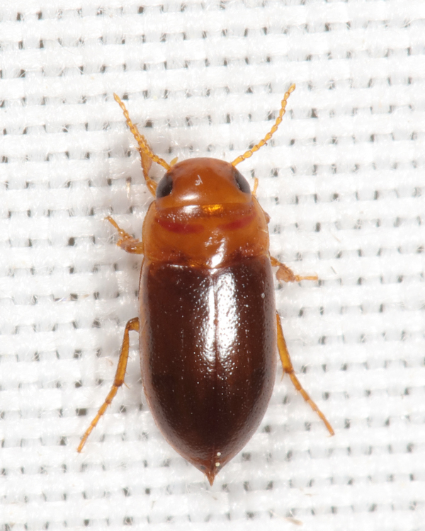 Celina angustata