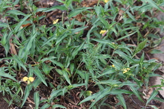 Commelina africana barberae