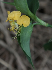 Commelina africana barberae