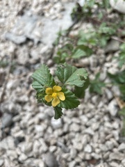 Malvastrum corchorifolium