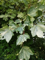 Acer pseudoplatanus