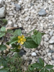 Malvastrum corchorifolium